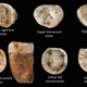 Some of the teeth analyzed in the study.